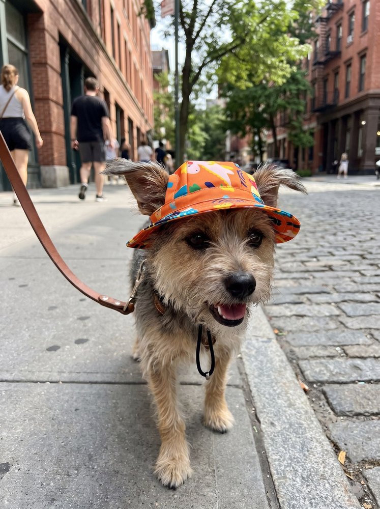 Toy poodle in a tropical print bucket hat at the park