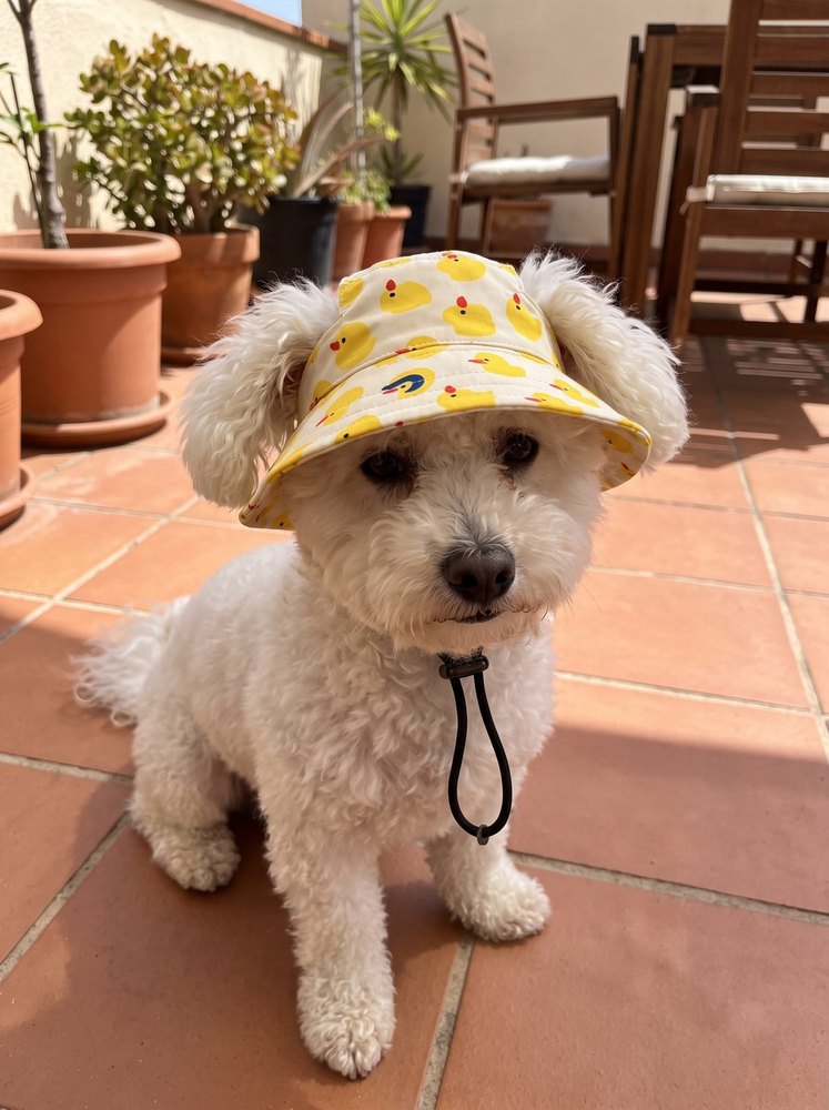 French bulldog puppy in a duckling bucket hat on a patio