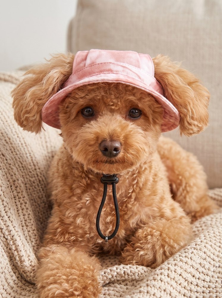 Dachshund in a pink tie-dye bucket hat on a walk